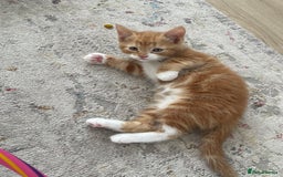 Mixed Breed cats for sale: Ginger boy - Image 2
