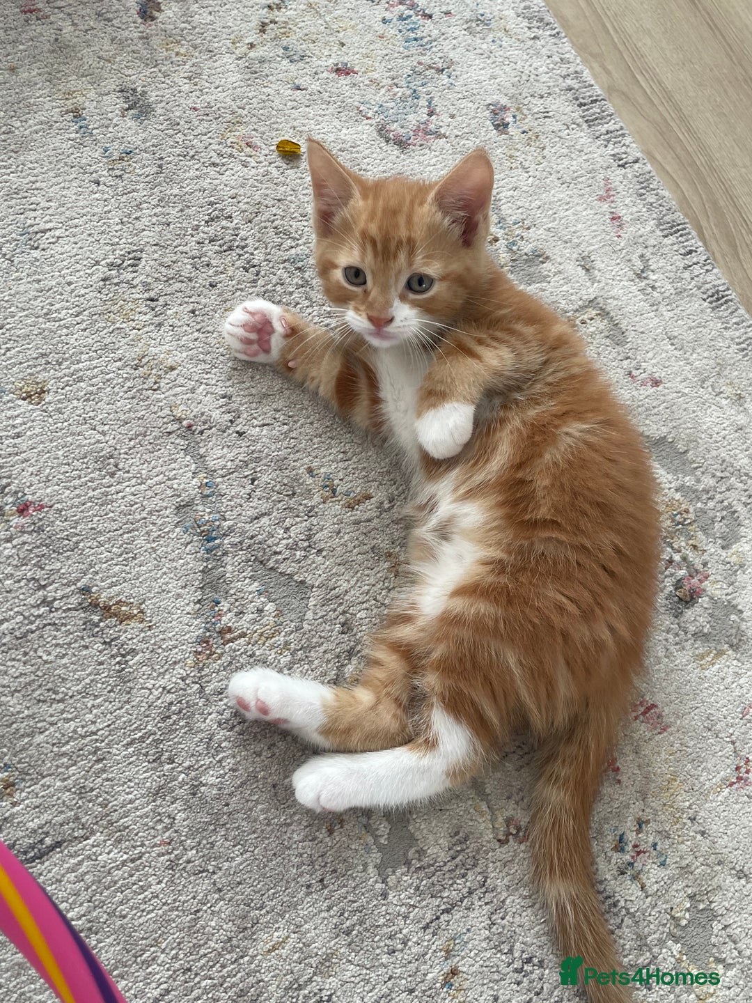 Mixed Breed cats for sale: Ginger boy - Image 2
