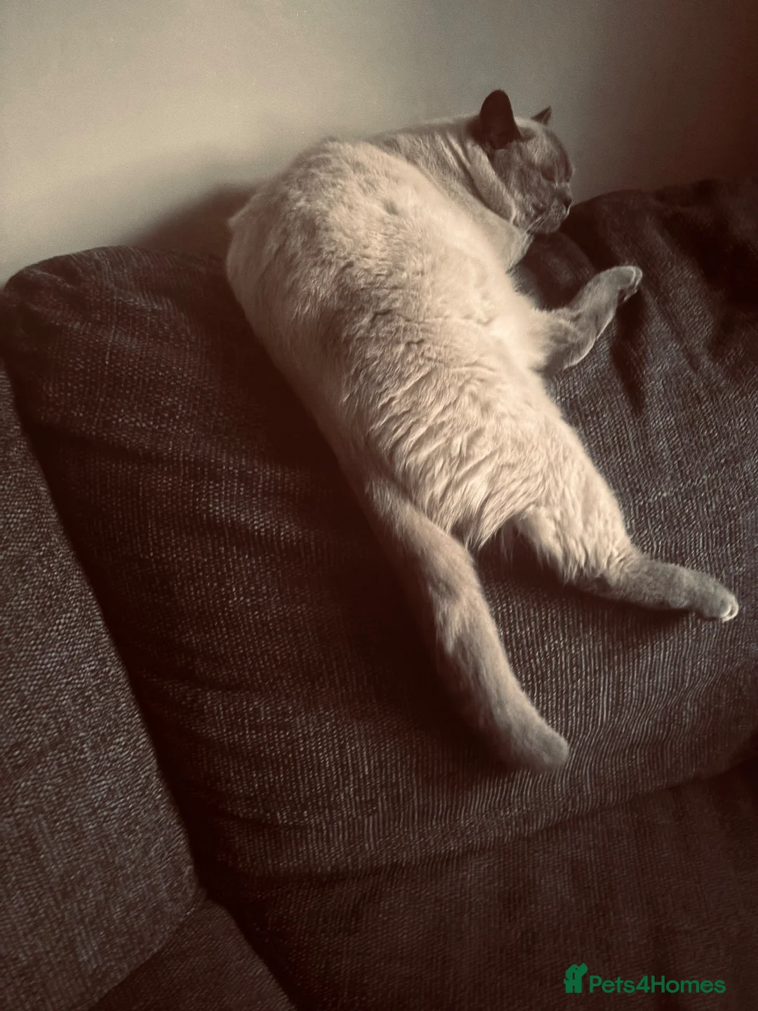 British Shorthair cats for sale: Blue point British Shorthair  - Advert 7