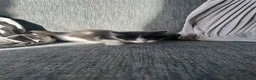 Mixed Breed cats for sale: 5 beautiful black tie/ ragdoll kittens for sale  - Advert 37