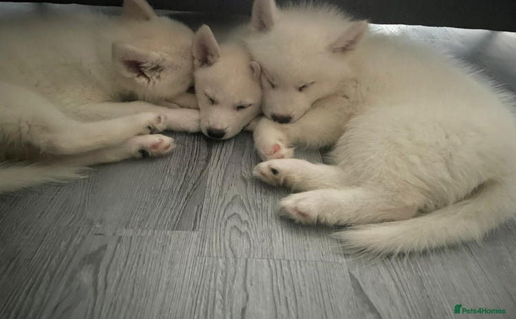 Siberian Husky dogs - Advert 5