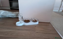 Domestic Shorthair cats for sale: Rehoming our beautiful Callie - Image 16