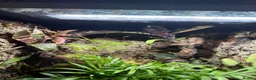 Frog reptiles for sale: Enclosure with 3 azule dart frogs  - Advert 2