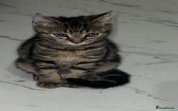 American Shorthair cats for sale: Kittens for sale  - Image 3