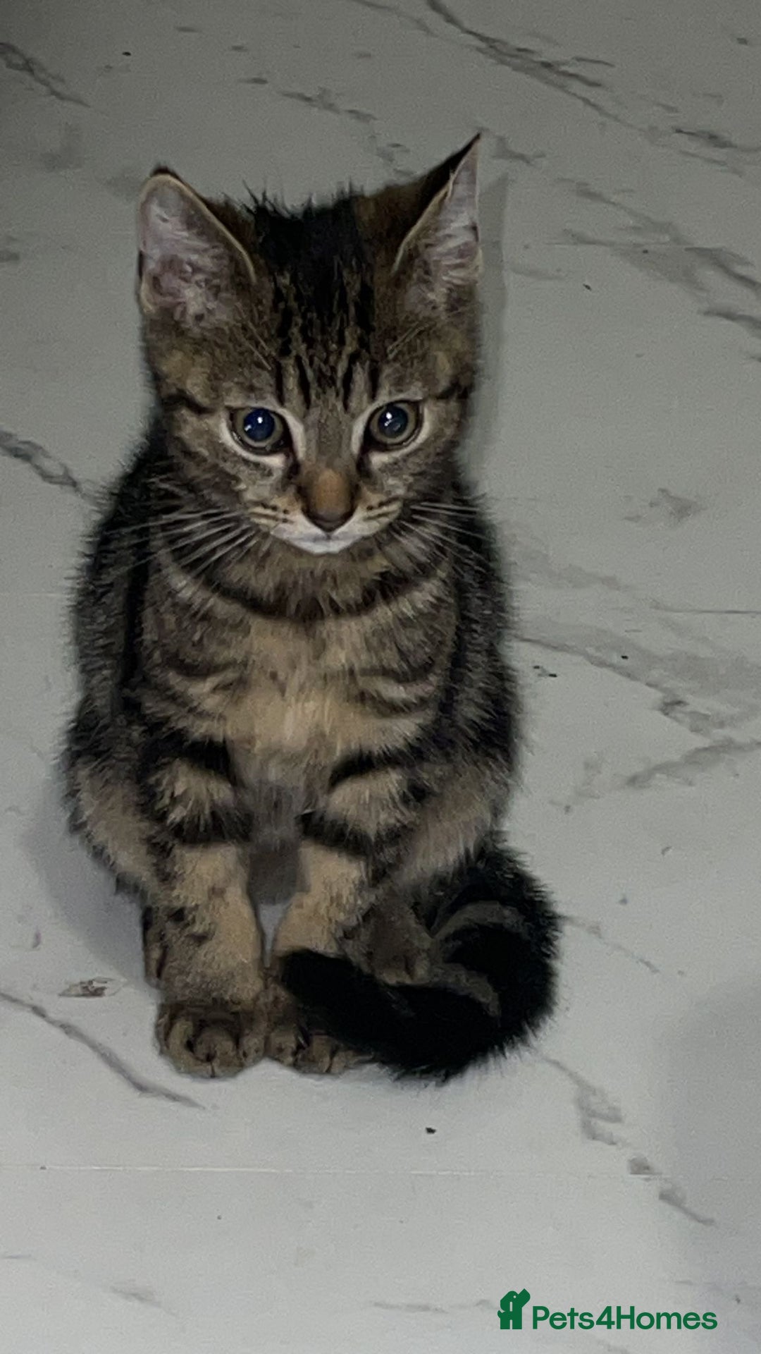 American Shorthair cats for sale: Kittens for sale  - Image 3
