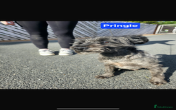 Miniature Schnauzer dogs for sale: Miniature schnauzer  - Image 6