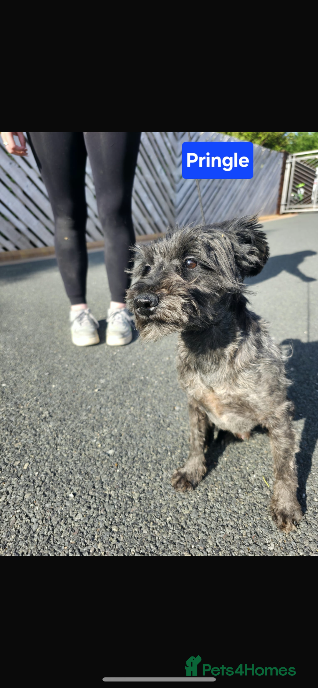 Miniature Schnauzer dogs for sale: Miniature schnauzer  - Image 6