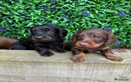 Miniature Dachshund dogs for sale: Long Haired Miniature Dachshund puppies - Image 8