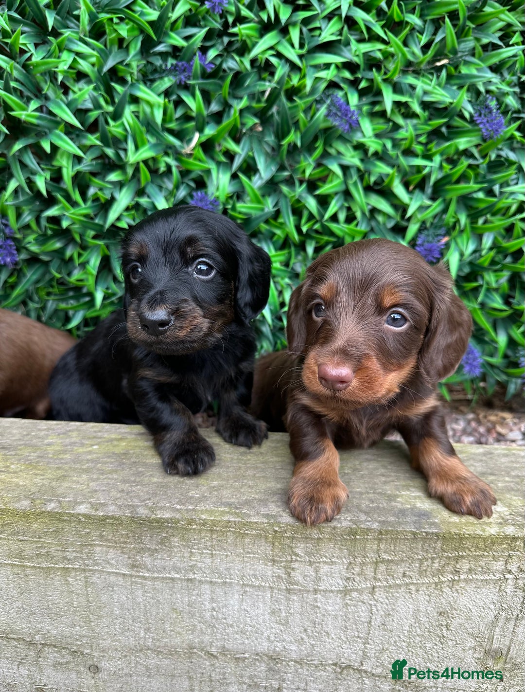 Miniature Dachshund dogs for sale: Long Haired Miniature Dachshund puppies - Image 8