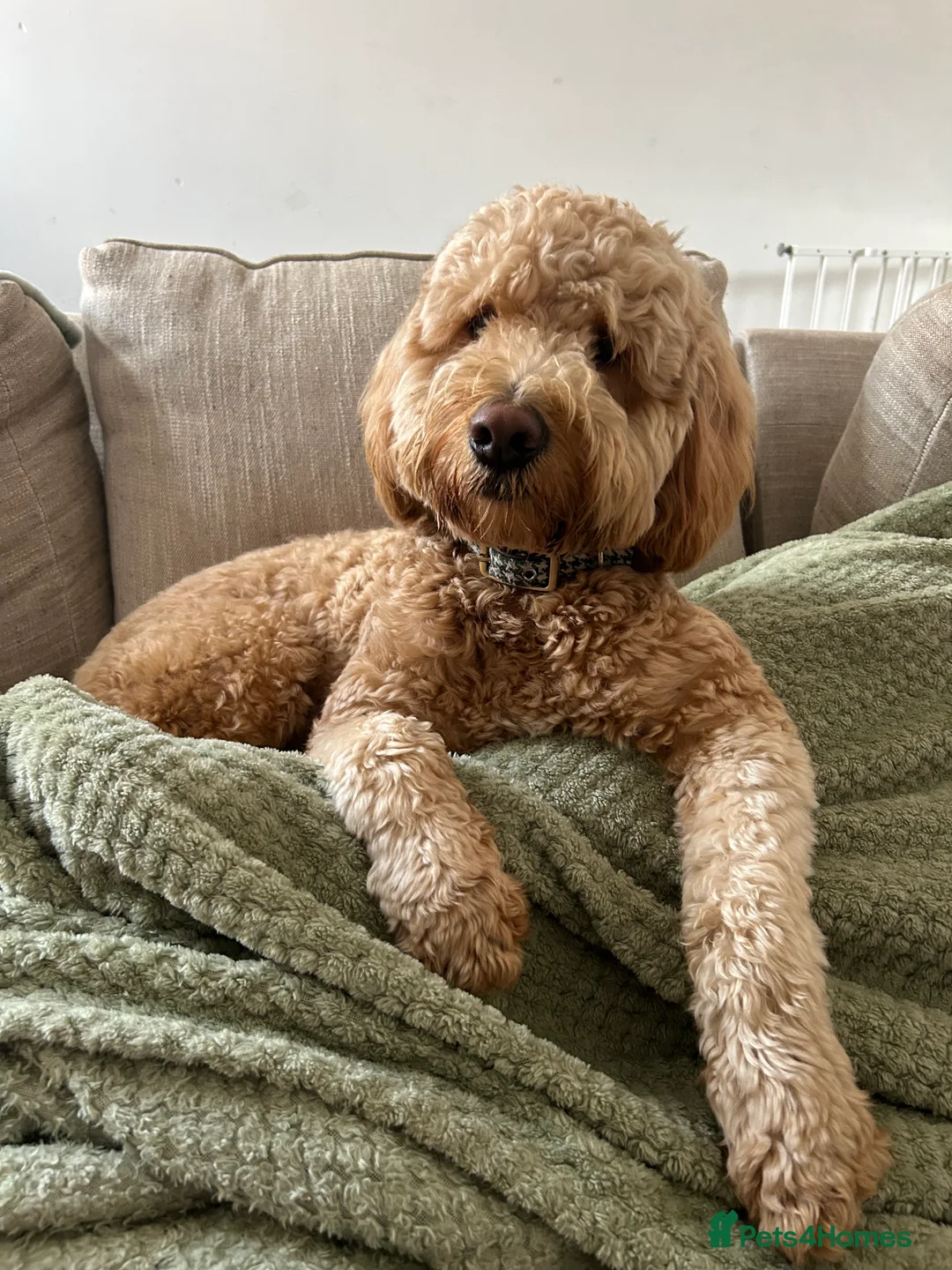 Goldendoodle dogs for sale: Goldendoodle Rehome - Advert 2