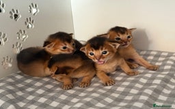 Abyssinian cats for sale: GCCF registered beautiful Abyssinian kittens  - Image 14