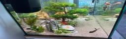 Other/Mixed Breed fish for sale: Fish need to be rehomed  - Advert 3