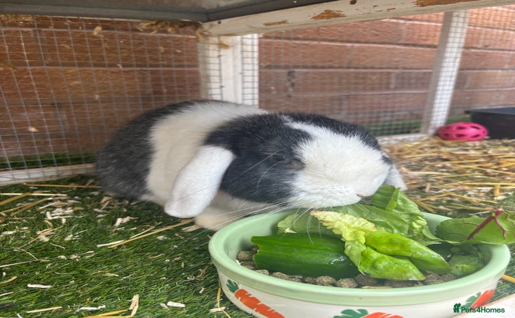 Mini Lop rabbits - Advert 14