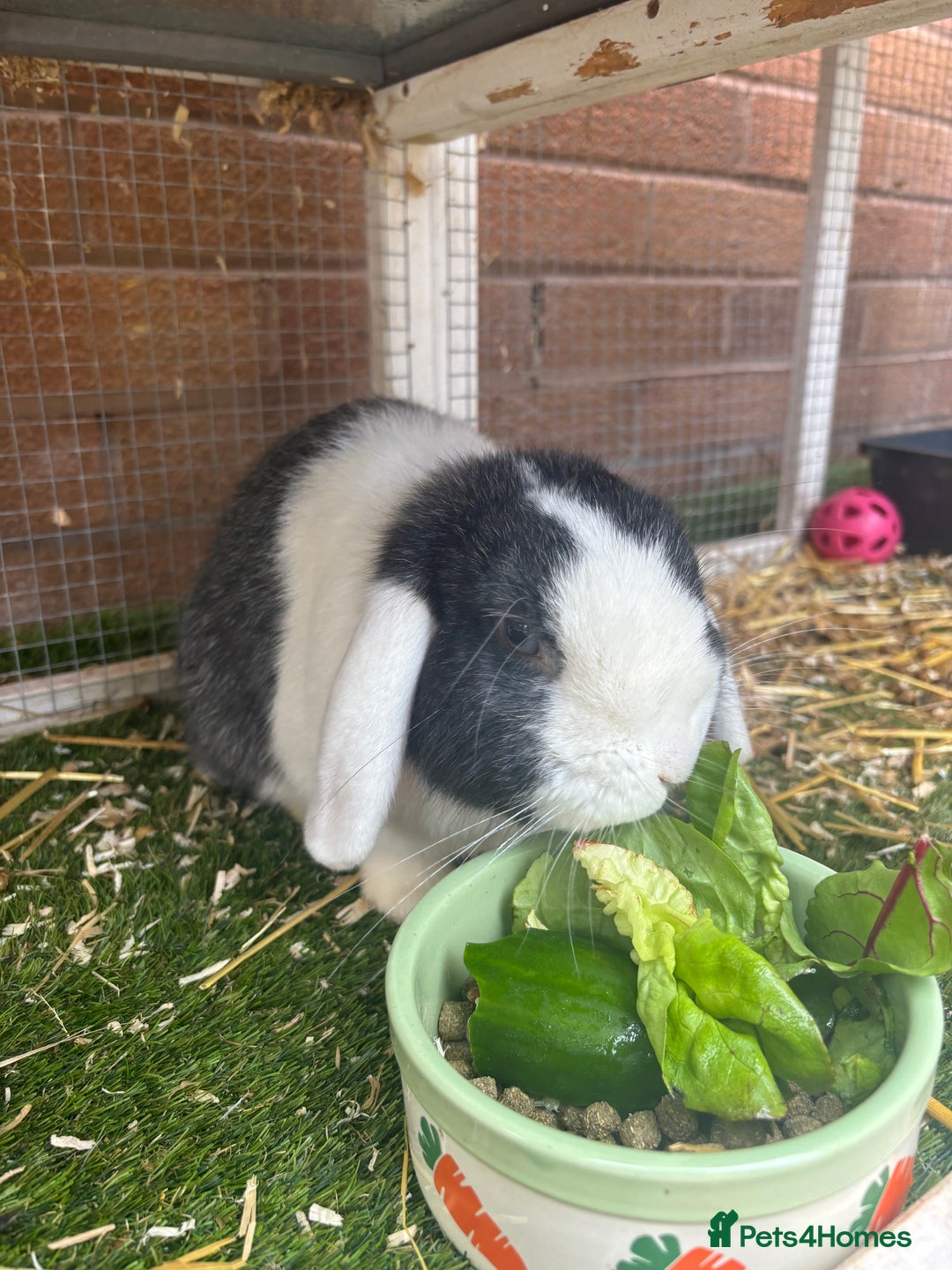 Mini Lop rabbits for sale: Mini lop rabbit and hutch  - Image 1