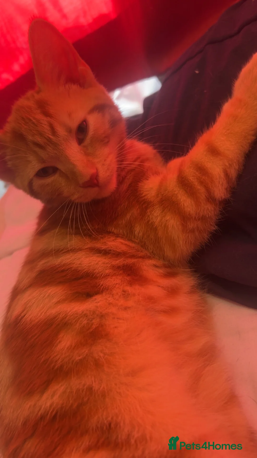 Mixed Breed cats for sale: 4 kittens 3.5 months/15 weeks old for sale  - Advert 5