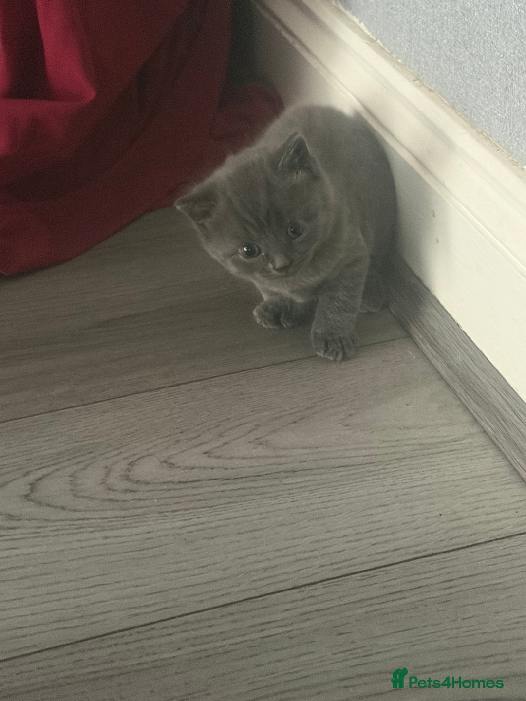 British Shorthair cats for sale: British blue cross Norwegian  - Image 2