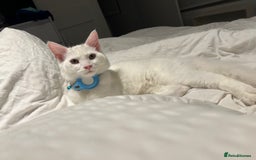 Domestic Shorthair cats for sale: Brother and sister twin kittens  - Image 5