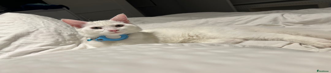 Domestic Shorthair Kitten 1