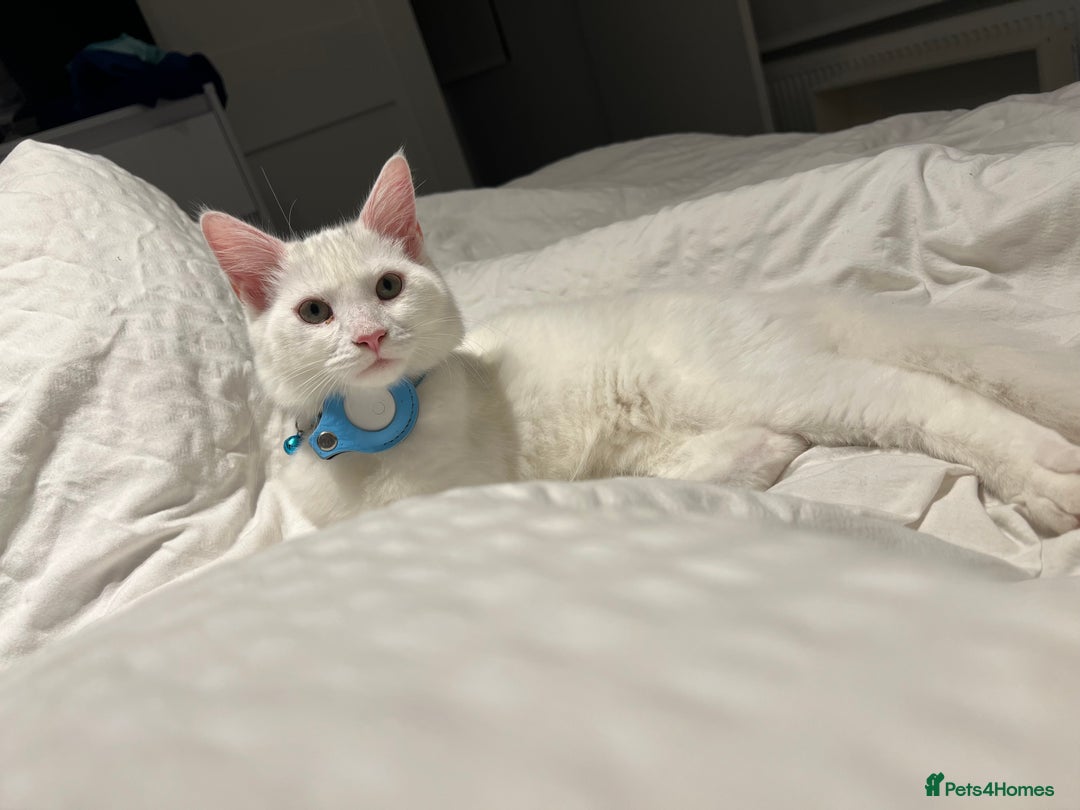 Domestic Shorthair cats for sale: Brother and sister twin kittens  - Image 5