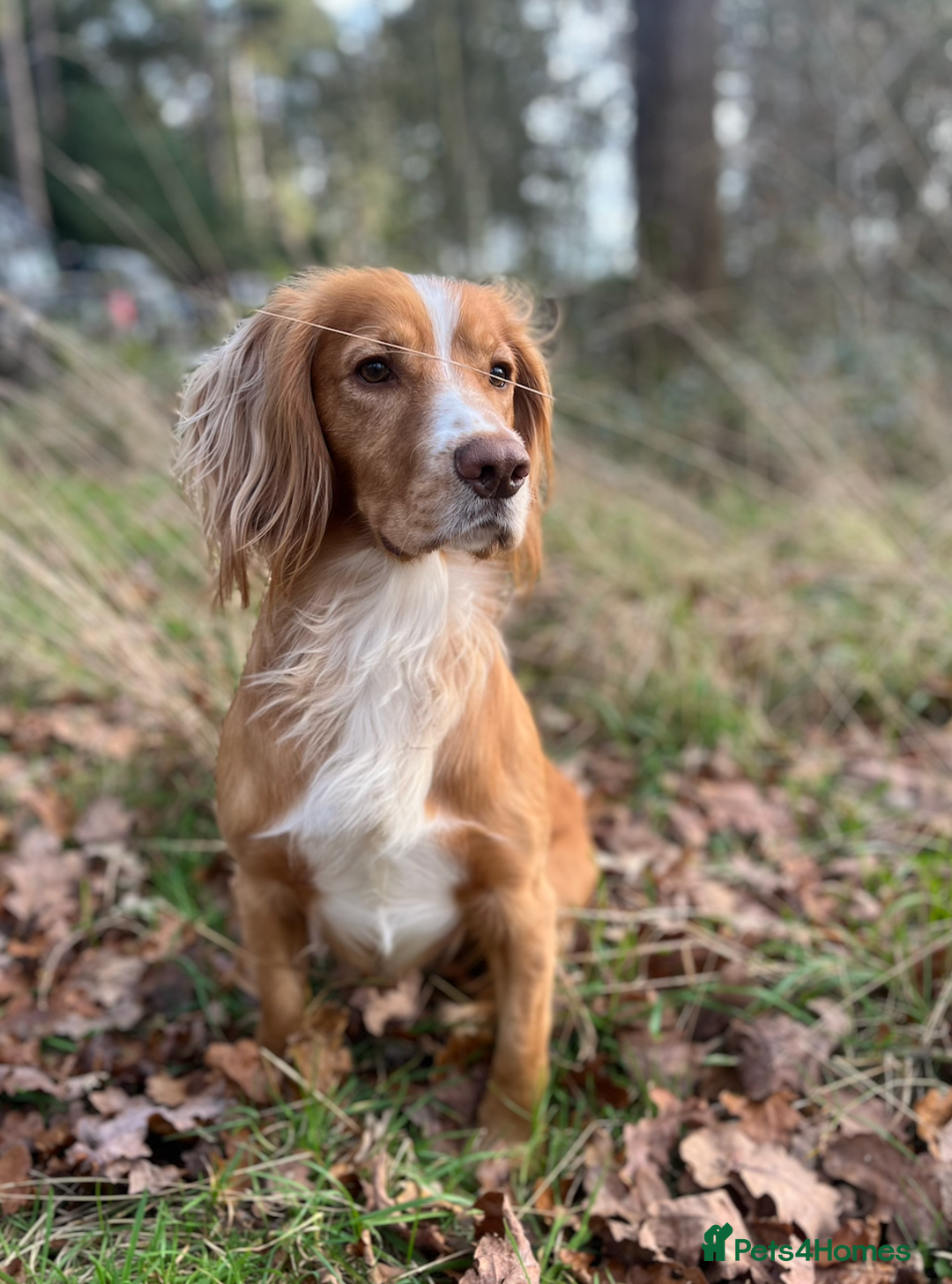 Cocker Spaniel dogs for stud: Working Gun Dog Stud  - Advert 2