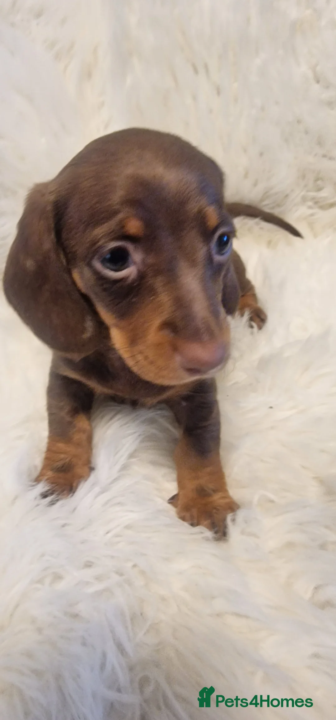 Miniature Dachshund dogs for sale: READY to GO FULL Vac Mini Dachshund smooth  - Advert 13