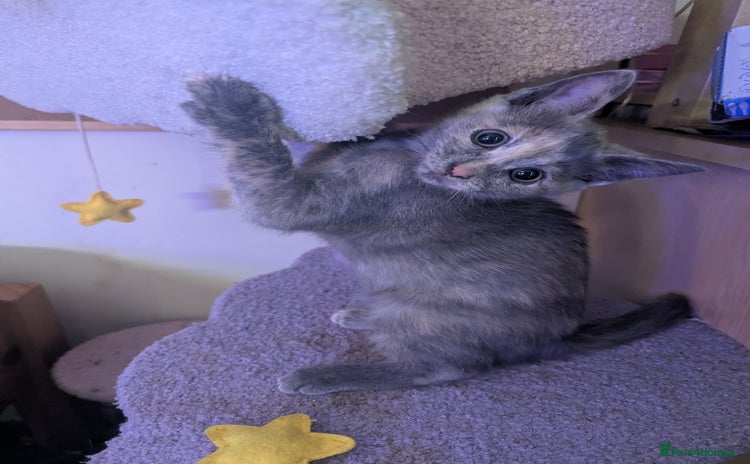 Russian Blue cats - Advert 1