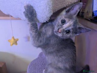 Russian Blue cats - Advert 2