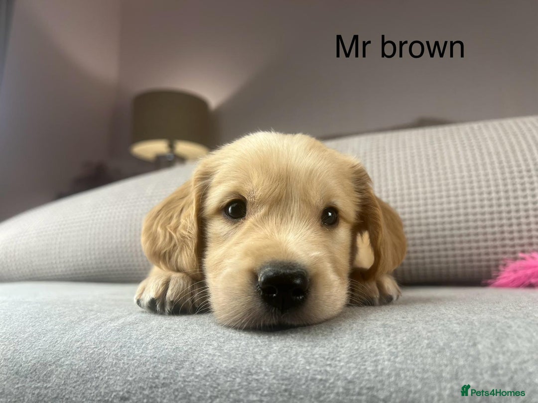 Golden Retriever dogs for sale: KC GOLDENS FROM HIP ELBOW DNA GOOD LINEAGE - Advert 10