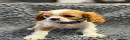 Cavalier King Charles Spaniel dogs for sale: Cavalier King Charles  - Advert 5
