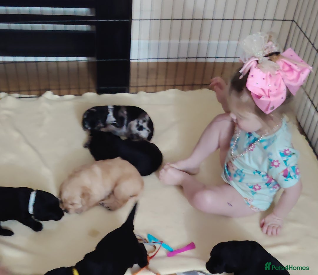 Labradoodle dogs for sale: F1 labradoodles ready 18th december - Image 7