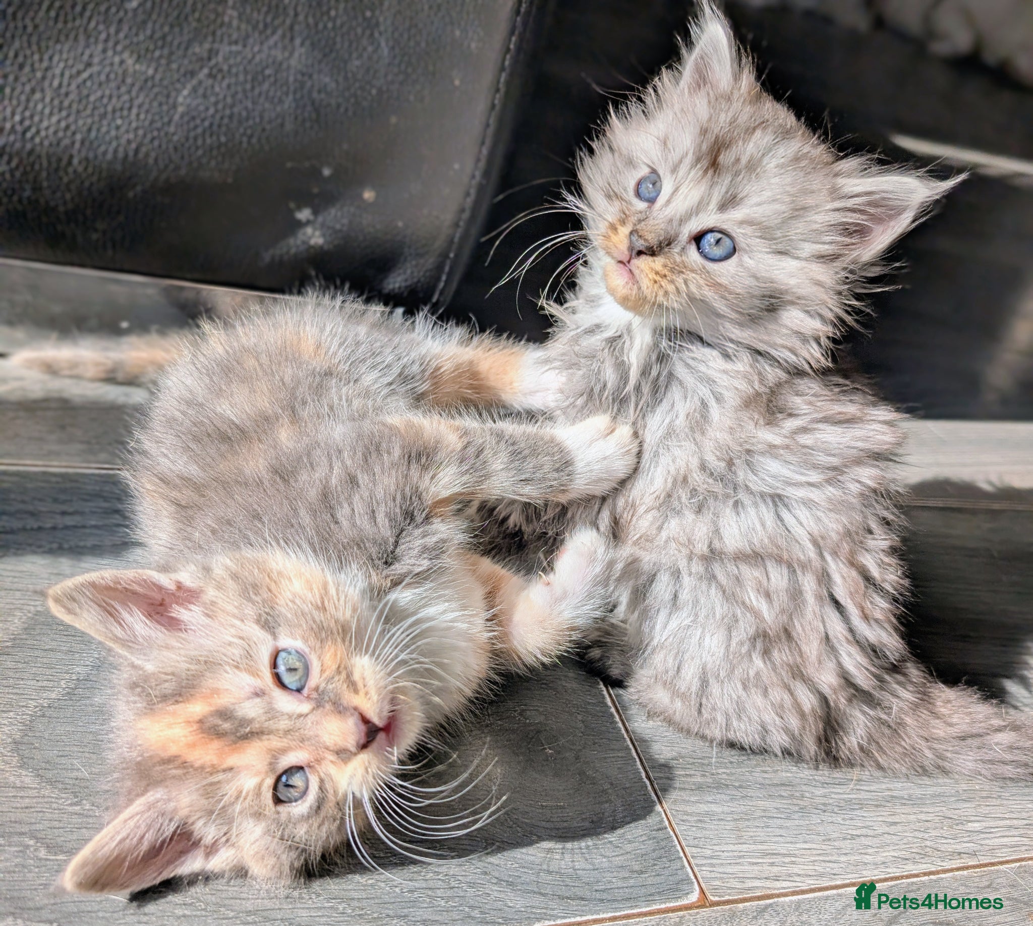 Maine Coon cats 5 beautiful pure bred Maine coons *3 BOYS LEFT - Advert 1