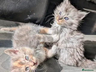 Maine Coon cats 5 beautiful pure bred Maine coons *3 BOYS LEFT - Advert 1