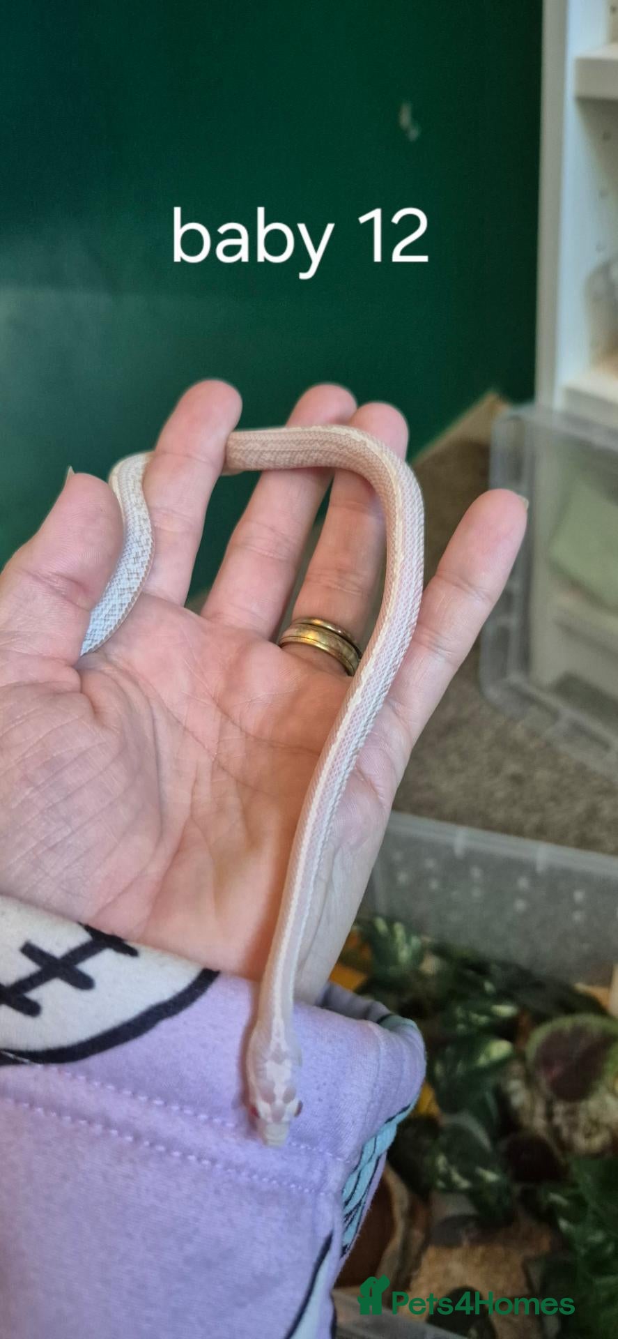 Corn Snake reptiles for sale: Last baby corn snake reduced to right home  - Advert 2