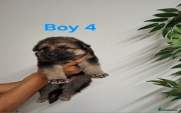 German Shepherd dogs for sale: German shepherd pups 🐶  - Image 6