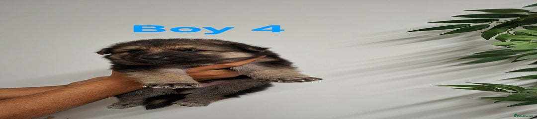 German Shepherd Puppy 6