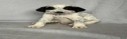 Mixed Breed dogs for sale: 8 beautiful pyrematian puppies  - Advert 7