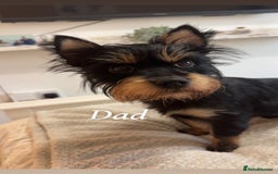 Yorkshire Terrier dogs for sale: Yorkshire Terrier Puppies  - Advert 3