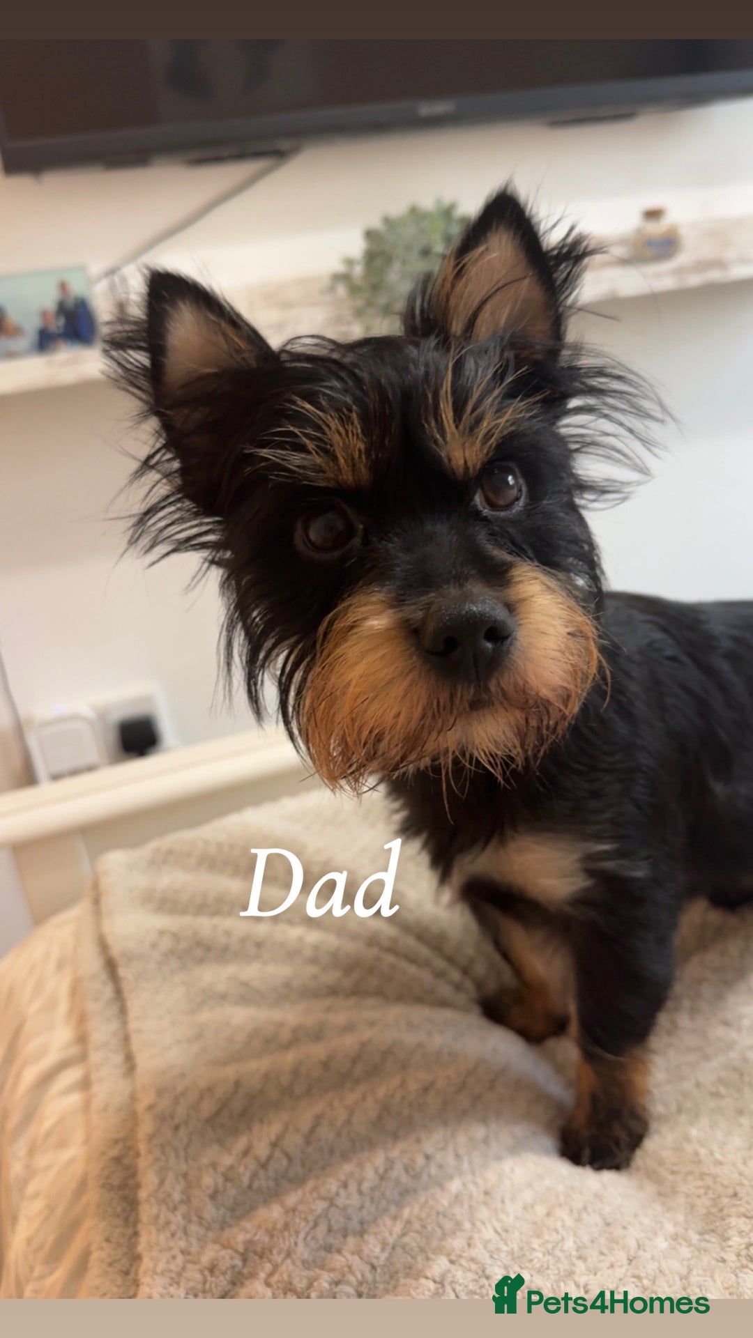 Yorkshire Terrier dogs for sale: Yorkshire Terrier Puppies  - Advert 3