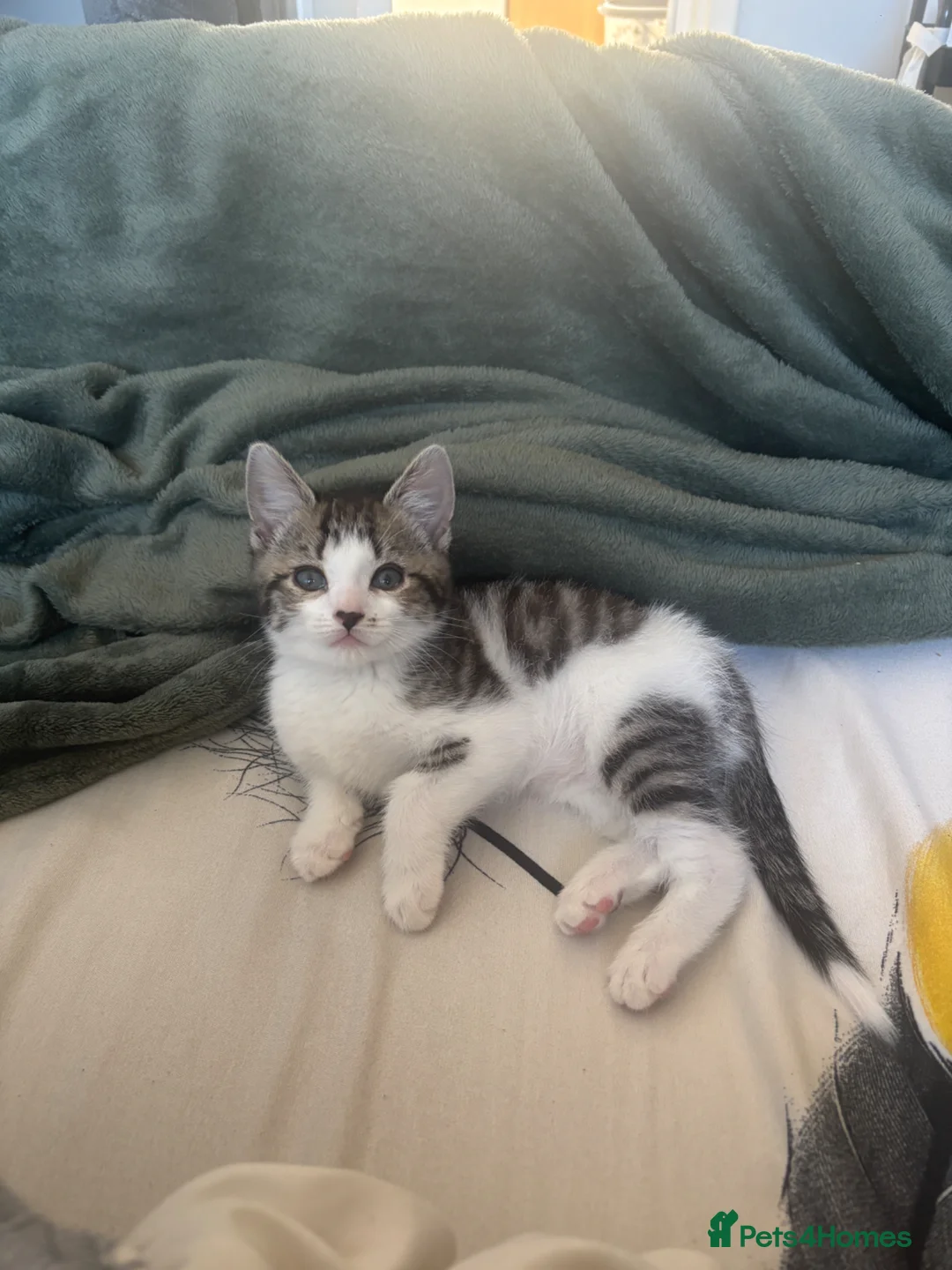 Mixed Breed cats for sale: Male kitten for sale  - Advert 6