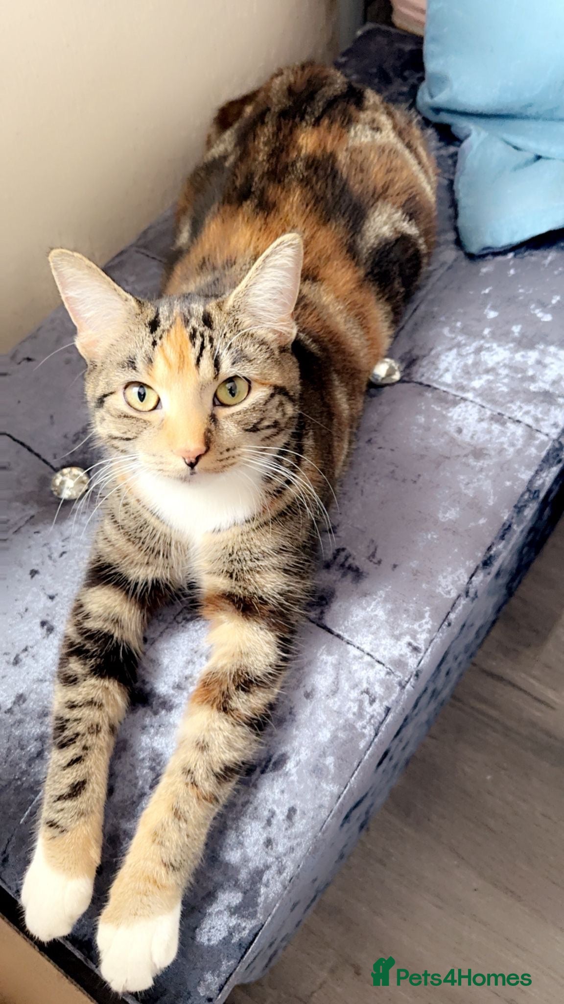 Mixed Breed cats Kittens in need of a new home - Advert 1