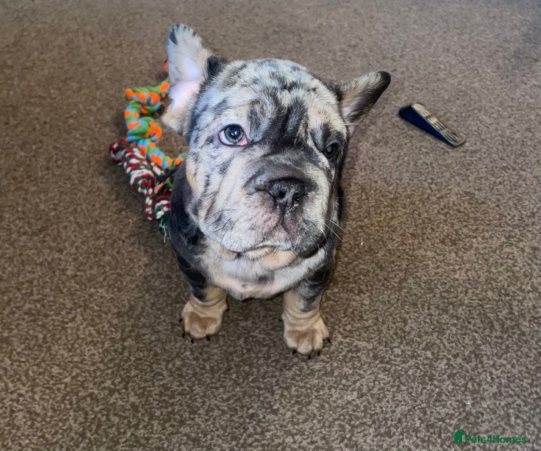 French Bulldog dogs for sale: Only 1 boy left and ready to leave 😍 - Advert 8