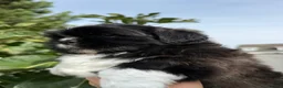 Shih Tzu dogs for sale: 5 purebred adorable fluffy shihtzu’s ready to view - Advert 20