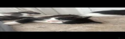 British Longhair cats for sale: 2 beautiful fluffy kittens for sale  - Advert 3