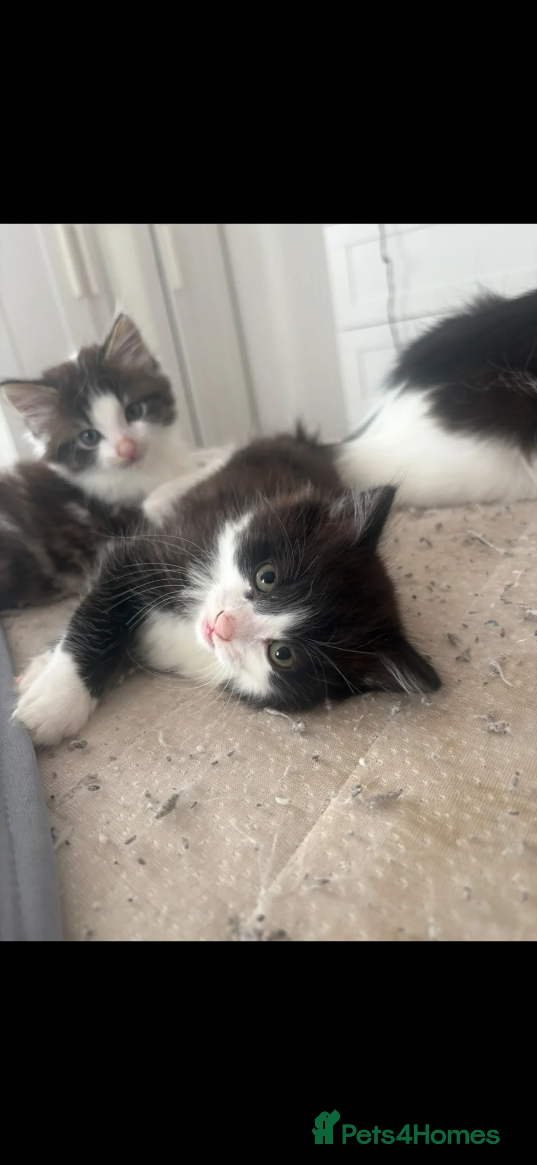 British Longhair cats for sale: 2 beautiful fluffy kittens for sale  - Advert 3
