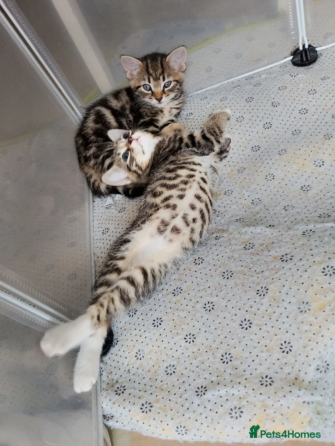 Mixed Breed cats for sale: 2 Stunning golden tabbys and cute black kitten  in Bristol - Advert 19