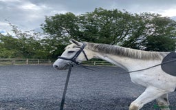 Irish Thoroughbred horses for sale: Irish thoroughbred  - Image 11