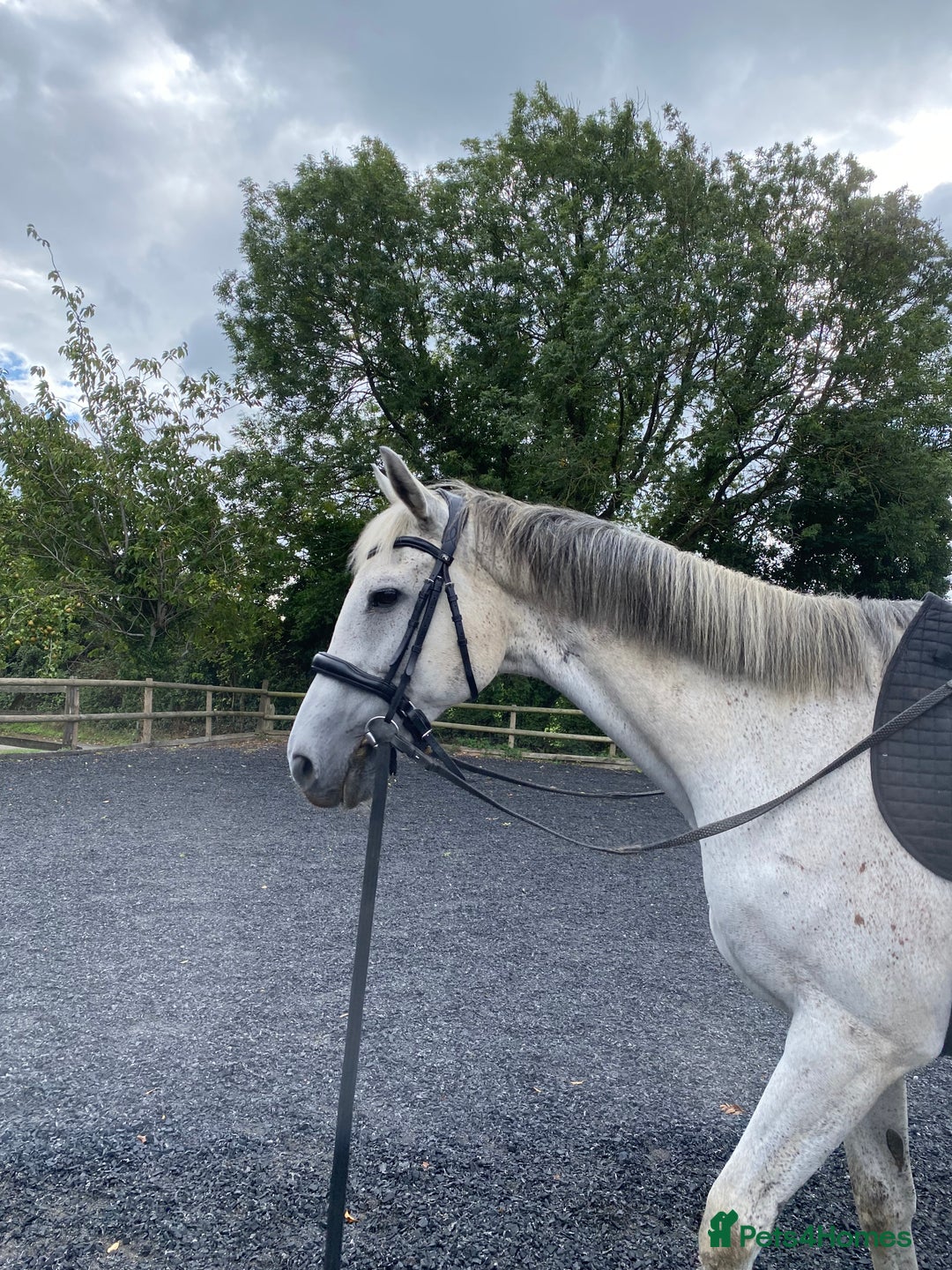 Irish Thoroughbred horses for sale: Irish thoroughbred  - Image 11
