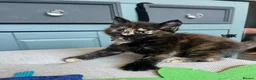 Maine Coon cats for sale: 5 Beautiful half Maine coon kittens  in Aldershot - Advert 31