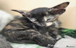 Oriental cats for sale: Beautiful GCCF registered Oriental kittens - Image 3