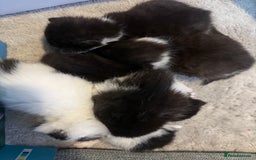 Mixed Breed cats for sale: Mixed breed kittens  - Image 12